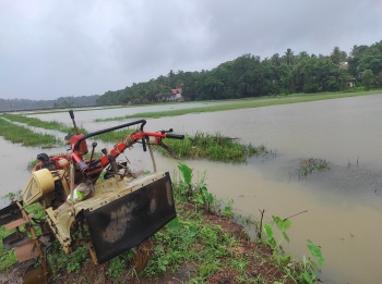 Aldona farmers seek aid as rains destroy paddy crops