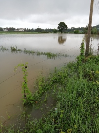 Agri dept waits for floodwaters to recede to begin survey for assessing crop damage