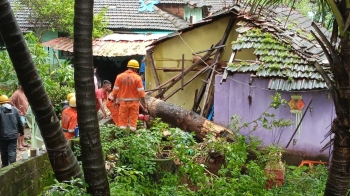 Tree falls on house at Vaddem, nobody hurt