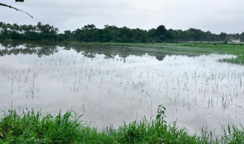 Seraulim farmers suffer huge losses with fields submerged since the last 10 days