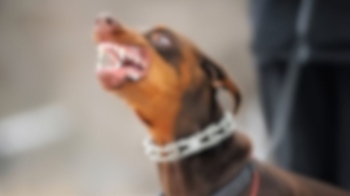 Goa halts proposed ban on dangerous dog breeds