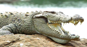 Goa’s mugger deserves ‘state reptile’ status