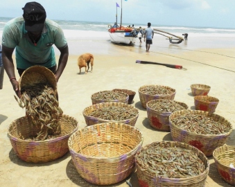 Hunt begins for solar shrimp, but fishermen worry over rate
