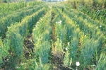Opium sneaks back as Kolhapur’s cash crop