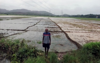 Paddy losses in Bardez estimated at Rs 69 lakh