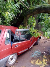 Two cars damaged as tree crashes down in Vasco