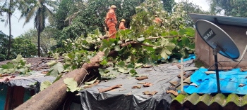 2 houses damaged as trees collapse in Curti