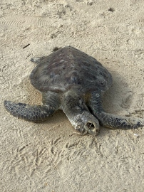 Carcass of sea turtle washed ashore at Benaulim beach