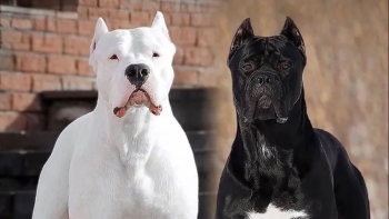 Bias in terming dog breeds dangerous