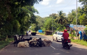After potholes, stray cattle now endanger motorists at Cacora