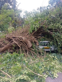 Tree crashes down on pick-up truck, occupants escape unhurt