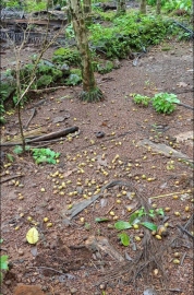 Sanguem arecanut farmers claim heavy losses due to rains