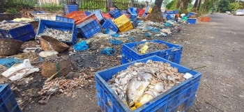 Unattended fish waste raises stink in SGPDA market, questions over upkeep