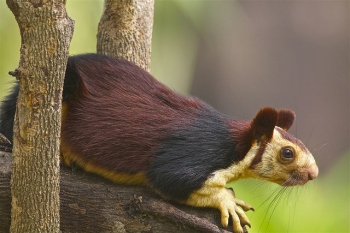 Musings on Goa’s wildlife