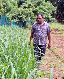 Sugarcane farmers fear uncertain times as aid package runs out