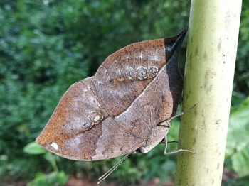 Time to witness butterflies