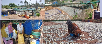 In deep waters: Development plans at Colva coast bring forth fear of displacing traditional fishermen