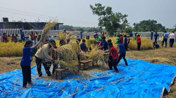 Students, staff of Khola school harvest paddy