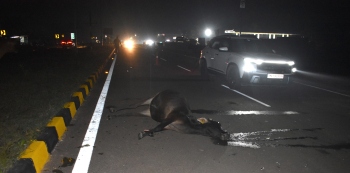 Vehicle mows down 2 cattle at Navelim, 2-wheeler rider hurt
