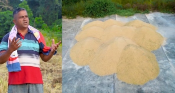 Curtorim farmers reap huge dividend from khazan fields