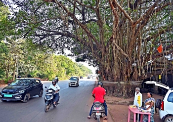 PWD assures translocation of ‘holy’ banyan tree