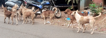 Ponda SDH treated 1,127 dog bite cases in 2024