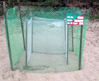 Galgibaga gets first turtle pit of season with 113 eggs