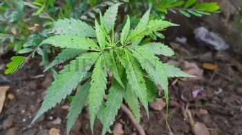 Another cannabis plant found in Smart City