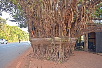 Porvorim corridor: Five trees relocated; PWD plans translocation of banyan tree