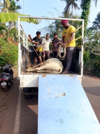 Valpoi Gaushala launches mobile vehicle for injured cattle