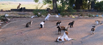MMC’s ABC programme under scrutiny as stray dog population surges in Margao