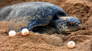Olive Ridley turtle graces Calangute beach, lays 126 eggs in rare sighting