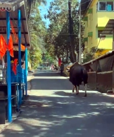 Bison found wandering on streets in Ponda taluka, locals alarmed