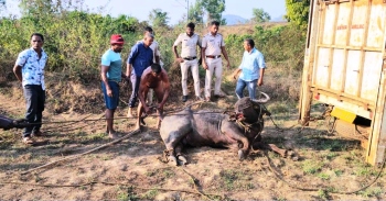 ‘Rogue’ buffalo tamed after 6-hour Ops, impounded at Betul gaushala