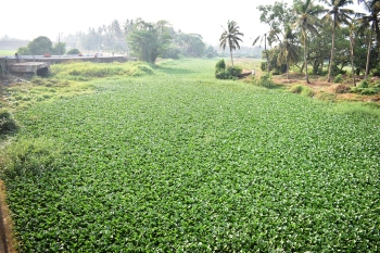 No plan, no action: Govt drags feet on Sal drainage