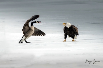 Goan photographer gets acclaim for capturing rare duel in Canada