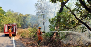 Cashew plantation gutted in fire at Agonda