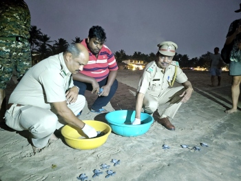 South Goa Marine Range expects better turtle nesting season