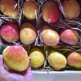 Trail of the origin of Goan mango varieties