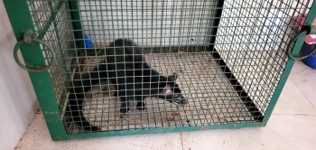 Palm civet rescued from govt school classroom in Agonda