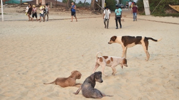 Coastal belt sterilisation camp to begin at Colva today