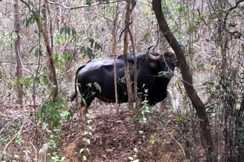 Three bison sighted alongside road from Bhati to Netravali