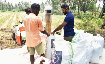 Nuvem farmers reap moderate paddy harvest in fallow fields