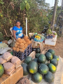 Watermelon farmers reap rich harvests, strong sales