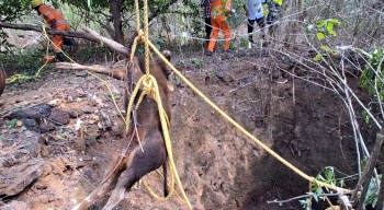 Bison calf rescued from dry well in Netravali