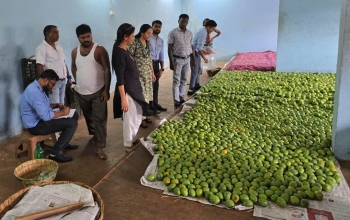FDA oficials inspect five godowns storing mangoes