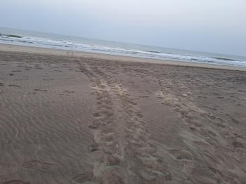 Olive Ridley turtles return in record numbers at Vagator