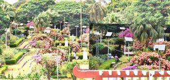 Defunct solar panels, lamps stand tall in Margao garden