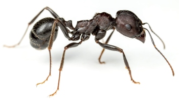 Antics of the ant smugglers