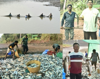 Return of 'chikalo' fish to lake delights Curtorim farmers